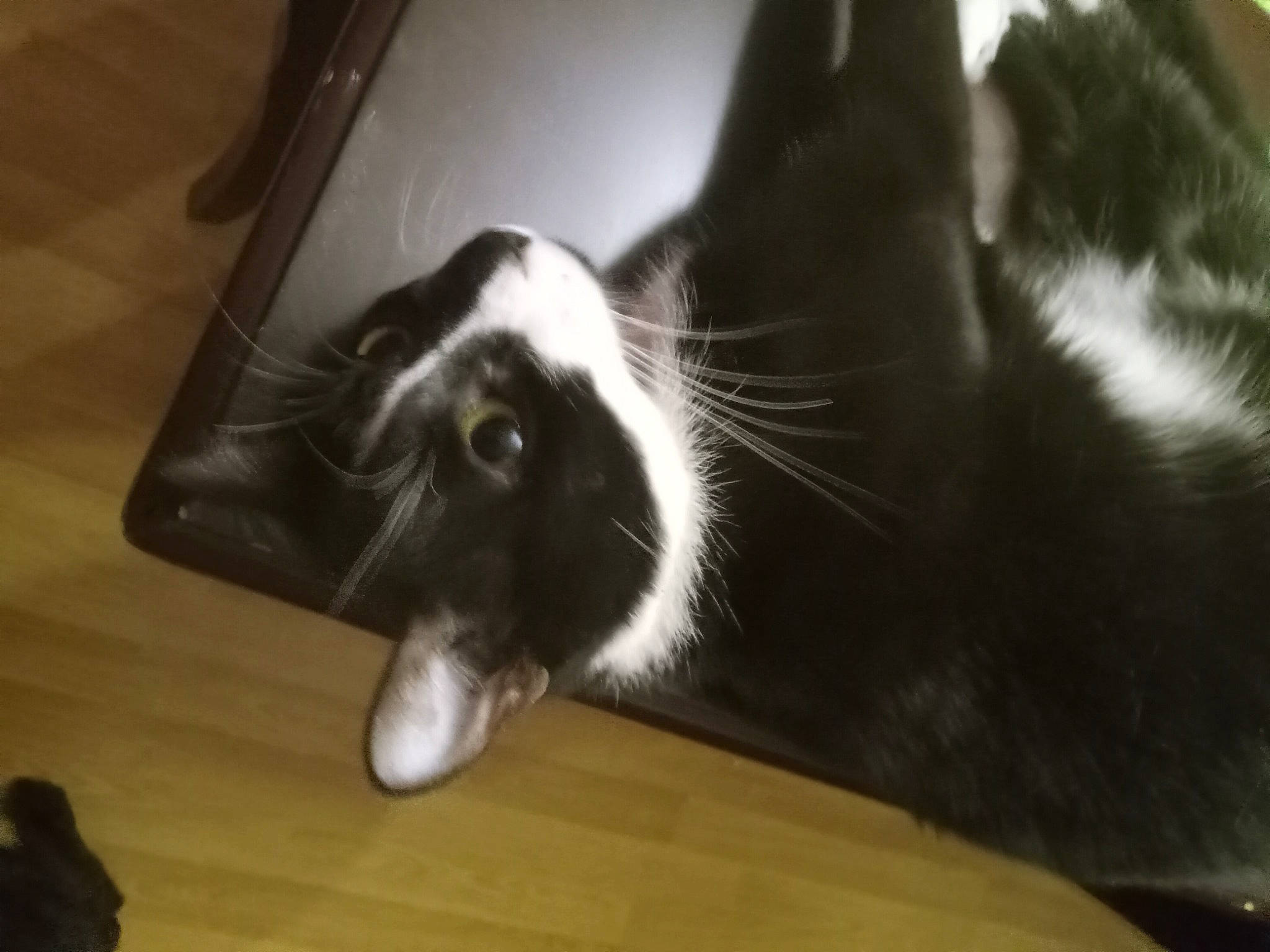 Roscoe joined the competition — help win amazing prizes! carnivore, cat, claw, comfort, dog_breed, domestic_short_haired_cat, felidae, flooring, foot, fur, hardwood, human_leg, laminate_flooring, paw, small_to_medium_sized_cats, snout, tail, whiskers, wood, wood_flooring