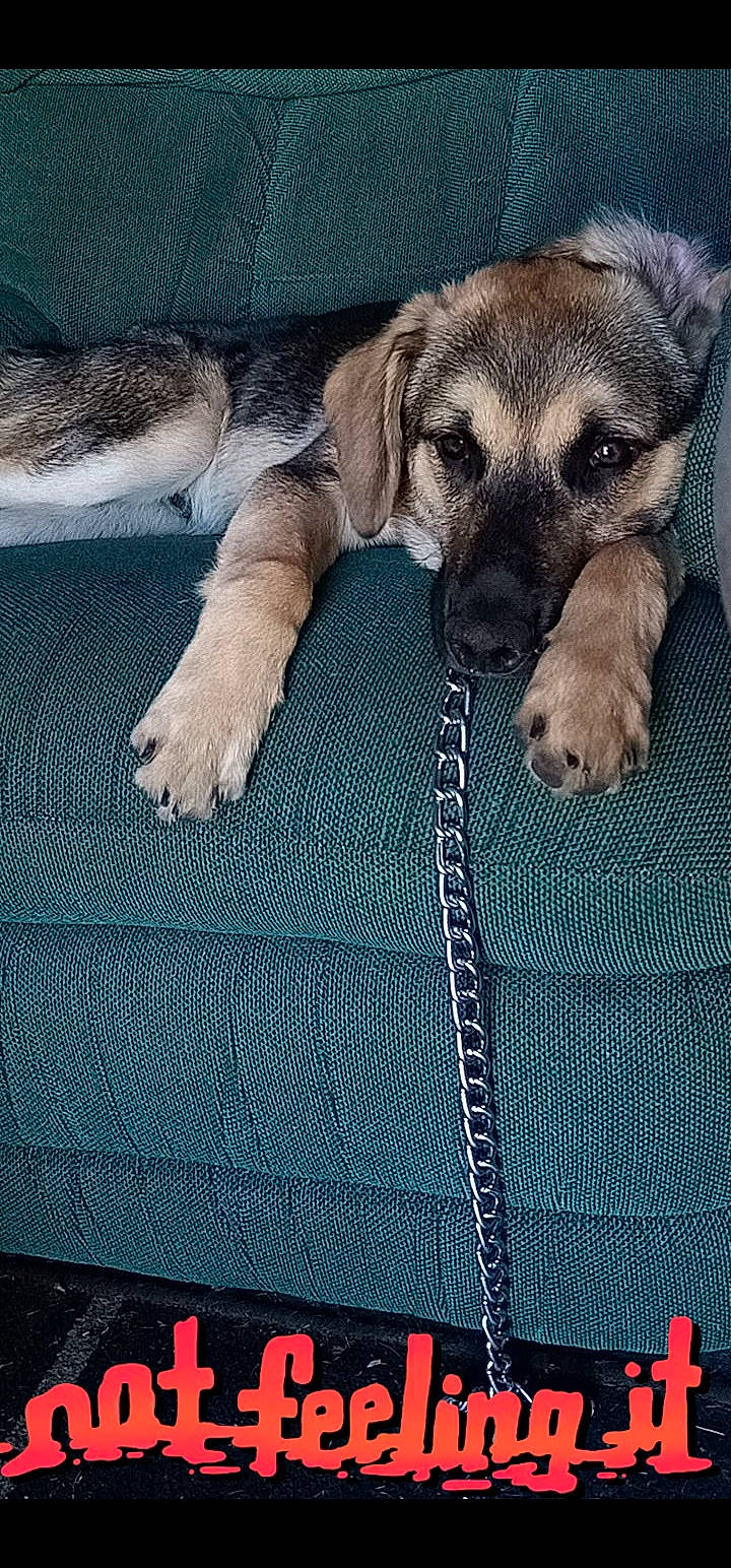 Milo joined the competition — help win amazing prizes! canidae, carnivore, comfort, companion_dog, dog, dog_breed, electric_blue, fawn, flooring, fur, linens, metal, pattern, paw, rectangle, sporting_group, square, terrestrial_animal, toy_dog, working_animal