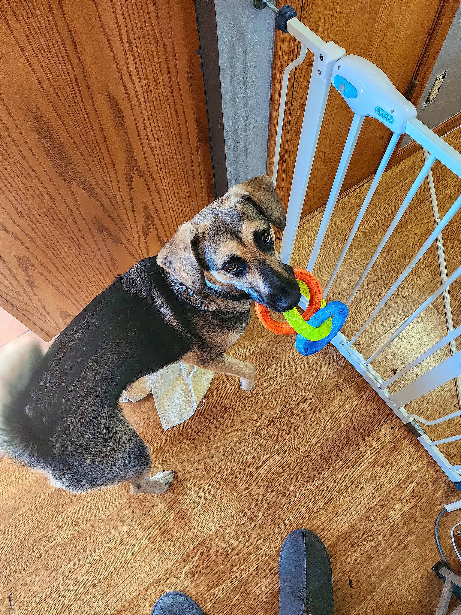 Milo is registered to the contest to win money with this photo: carnivore, chair, collar, companion_dog, dog, dog_breed, dog_clothes, dog_supply, fawn, floor, flooring, hardwood, laminate_flooring, pet_supply, sporting_group, toy, wood, wood_flooring, wood_stain, working_animal