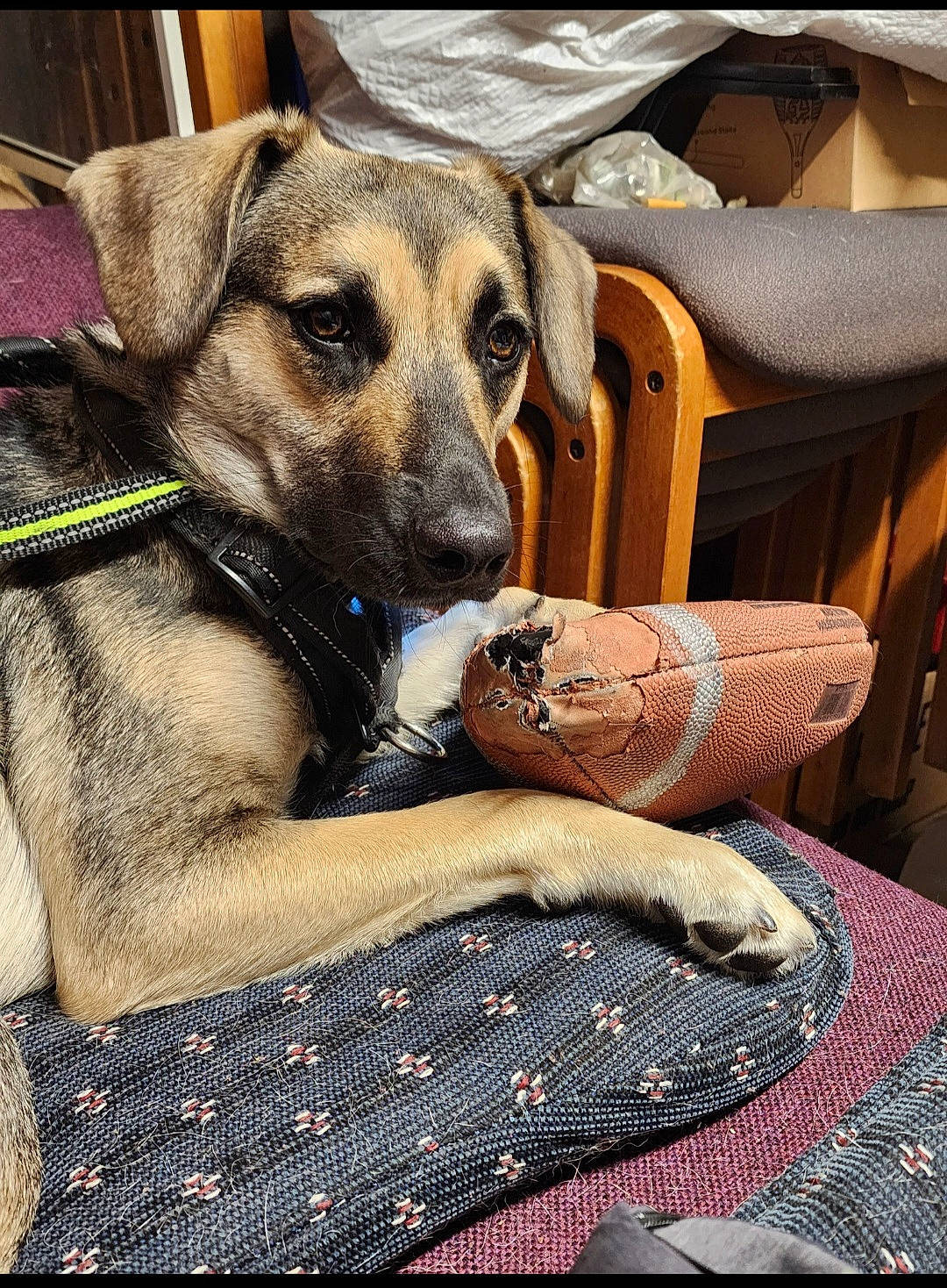 Milo is registered to the contest to win money with this photo: armrest, canidae, carnivore, comfort, companion_dog, dog, dog_breed, dog_collar, fawn, fur, guard_dog, human_leg, linens, pattern, paw, remote_control, sitting, sporting_group, wood, working_animal