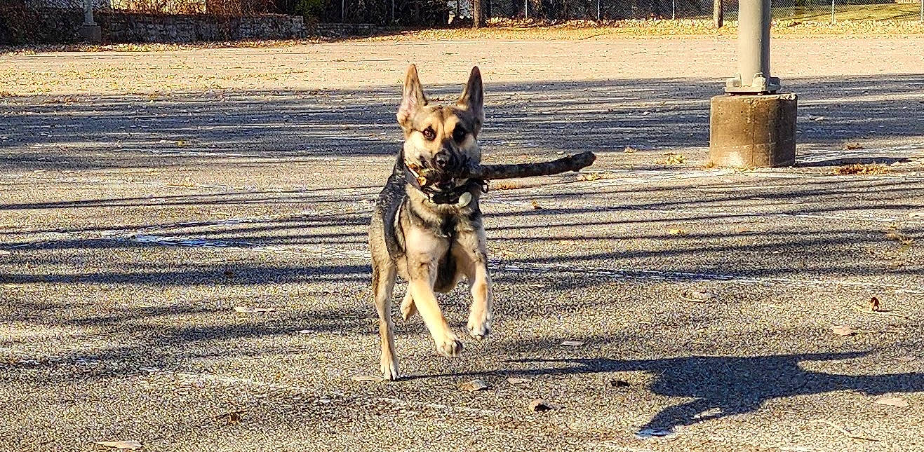 Milo joined the competition — help win amazing prizes! canidae, carnivore, companion_dog, dog, dog_breed, dog_supply, east_european_shepherd, fawn, german_shepherd_dog, herding_dog, pet_supply, plant, road, road_surface, shadow, snout, sporting_group, tail, tree, working_animal