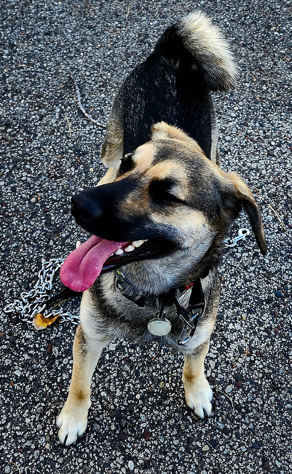 Milo is registered to the contest to win money with this photo: ancient_dog_breeds, asphalt, canidae, carnivore, claw, collar, companion_dog, dog, dog_breed, dog_collar, fur, non_sporting_group, paw, pet_supply, road_surface, soil, sporting_group, tail, terrestrial_animal, working_dog