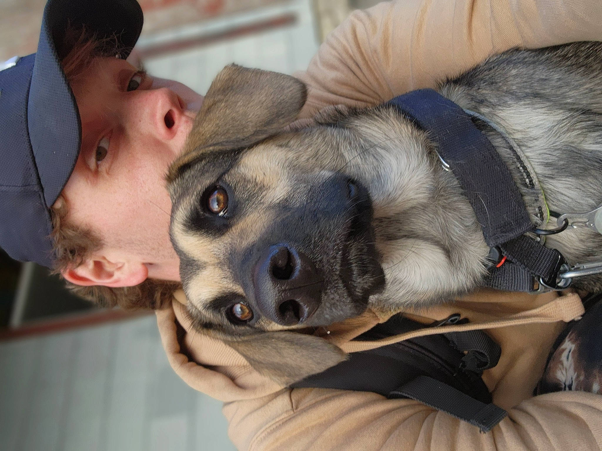 Milo is registered to the contest to win money with this photo: canidae, carnivore, comfort, companion_dog, dog, dog_breed, ear, eyelash, fawn, fur, jaw, non_sporting_group, nose, paw, selfie, snout, sporting_group, whiskers, working_animal