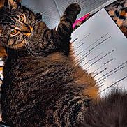 Princess Fiona is registered to the contest to win money with this photo: cat, tabby, feline, animal, pet, fur, whiskers, eyes, notebook, paper, pen, writing, study, blanket, pattern, leopard_print, indoor, cozy, relaxing, closeup