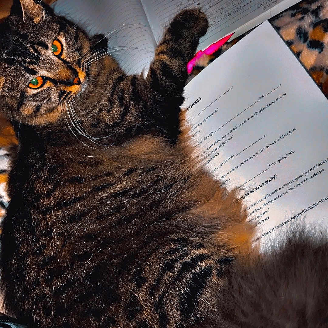 Princess Fiona is registered to the contest to win money with this photo: animal, blanket, cat, closeup, cozy, eyes, feline, fur, indoor, leopard_print, notebook, paper, pattern, pen, pet, relaxing, study, tabby, whiskers, writing
