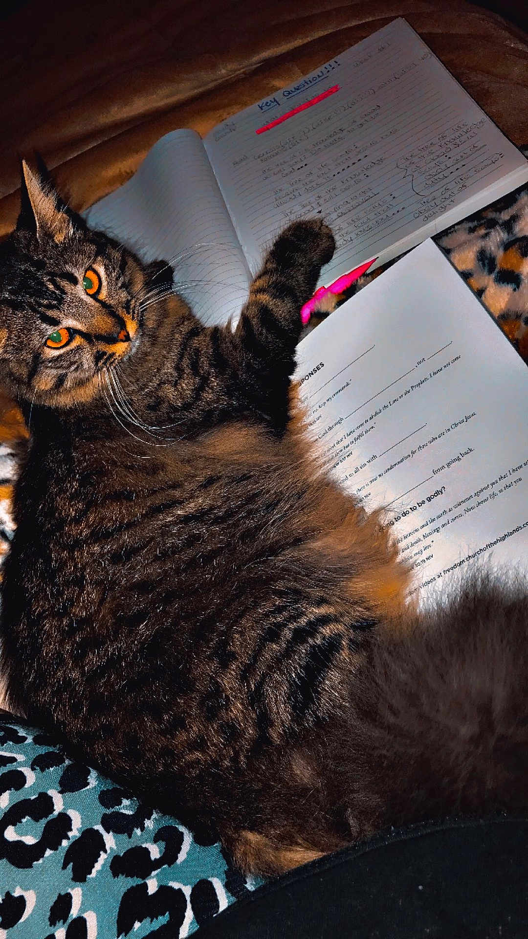 Princess Fiona is registered to the contest to win money with this photo: cat, tabby, feline, animal, pet, fur, whiskers, eyes, notebook, paper, pen, writing, study, blanket, pattern, leopard_print, indoor, cozy, relaxing, closeup