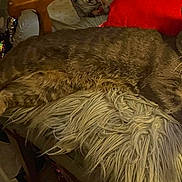Mr Bear is registered to the contest to win money with this photo: animal, cat, chair, closeup, cozy, curious, domestic_cat, fluffy_cushion, furniture, indoor, notebook, pet, pillow, red_pillow, relaxed, sequin_pillow, striped_fur, tabby, whiskers, wooden_armrest