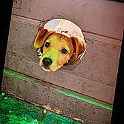 Sango participe au concours pour gagner de l'argent avec cette photo : puppy, dog, wooden_fence, hole, curious, ears, floor, green_floor, pet, canine, young_dog, looking, outdoor, close_up, face, brown_dog, animal, head, peeking, playful