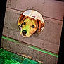 puppy, dog, wooden_fence, hole, curious, ears, floor, green_floor, pet, canine, young_dog, looking, outdoor, close_up, face, brown_dog, animal, head, peeking, playful