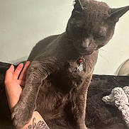 Po Po joined the competition — help win amazing prizes! cat, gray_cat, pet, paw, tattoo, arm, human_hand, collar, bell, indoor, bed, blanket, feline, resting, animal, comfort, touch, close_up, cute, domestic_animal