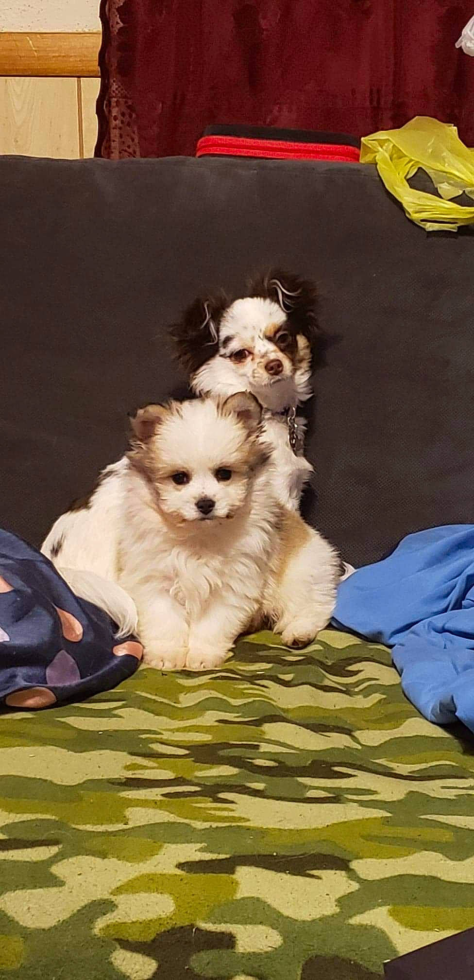 Teddy Bear is registered to the contest to win money with this photo: bolonka, canidae, carnivore, cavachon, chinese_imperial_dog, companion_dog, dog, dog_breed, havanese, lhasa_apso, mal_shi, maltepoo, mammal, morkie, pomeranian, puppy, puppy_love, shih_tzu, toy_dog, vertebrate