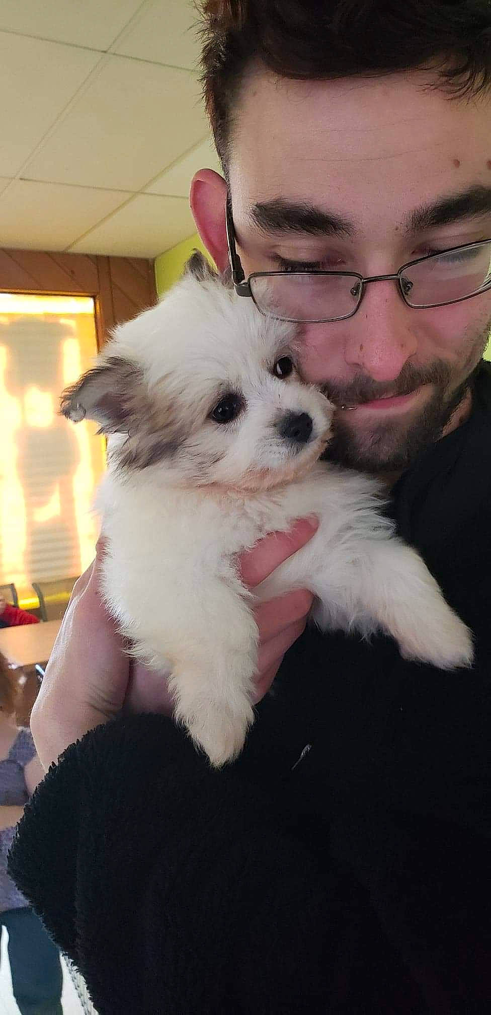 Teddy Bear joined the competition — help win amazing prizes! bichon, bolonka, canidae, carnivore, companion_dog, coton_de_tulear, dog, dog_breed, havanese, kyi_leo, mal_shi, maltepoo, maltese, mammal, morkie, nose, puppy, schnoodle, shih_tzu, vertebrate