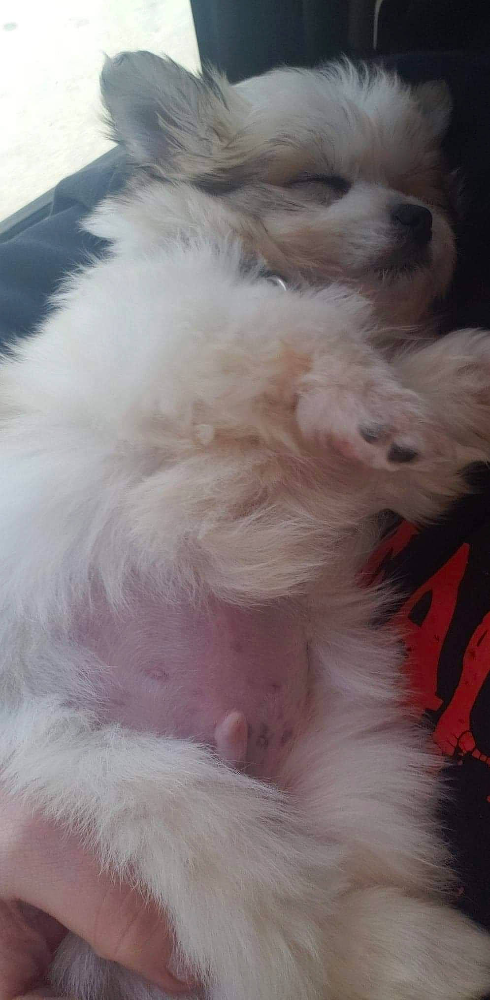 Teddy Bear joined the competition — help win amazing prizes! canidae, carnivore, companion_dog, dog, dog_breed, ear, fur, maltese, non_sporting_group, paw, puppy, shih_tzu, tail, textile, toy_dog