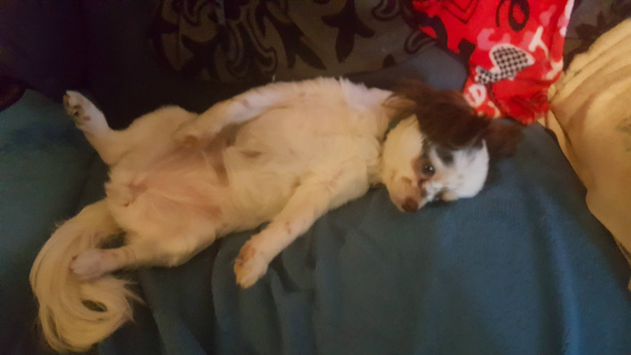 Gizmo joined the competition — help win amazing prizes! canidae, carnivore, cat, dog_breed, fawn, felidae, fur, kitten, mammal, nap, paw, small_to_medium_sized_cats, sporting_group, tail, whiskers