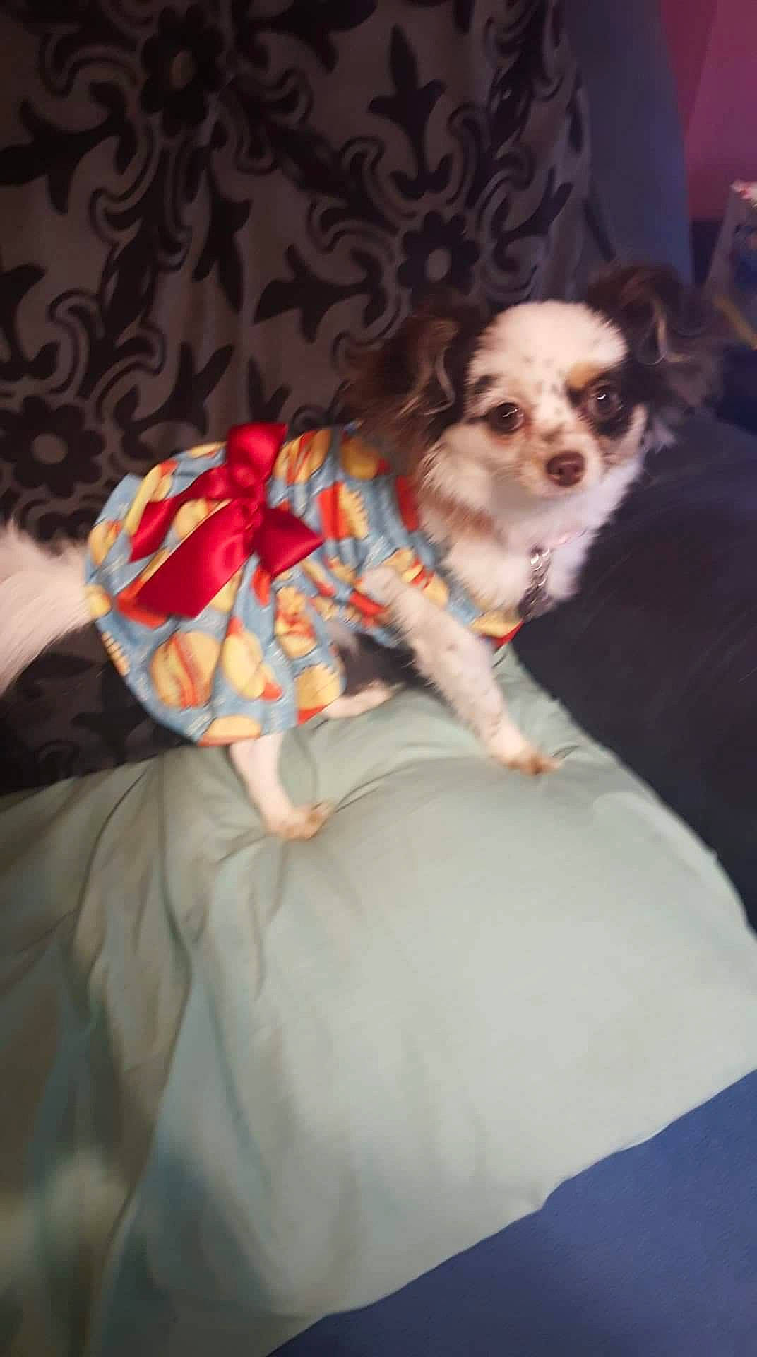 Gizmo is registered to the contest to win money with this photo: bolonka, canidae, carnivore, cavachon, chihuahua, chinese_imperial_dog, companion_dog, dog, dog_breed, dog_clothes, fawn, lhasa_apso, mal_shi, mammal, morkie, puppy, shih_tzu, toy_dog, vertebrate