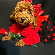 Roxy joined the competition — help win amazing prizes! adorable, animal, black_background, close_up, curly_fur, cute, decorative, dog, domestic_animal, fashion, fluffy, indoor, looking_at_camera, lying_down, pet, portrait, red_bow, red_dress, rose, soft_lighting