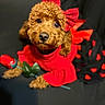 adorable, animal, black_background, close_up, curly_fur, cute, decorative, dog, domestic_animal, fashion, fluffy, indoor, looking_at_camera, lying_down, pet, portrait, red_bow, red_dress, rose, soft_lighting