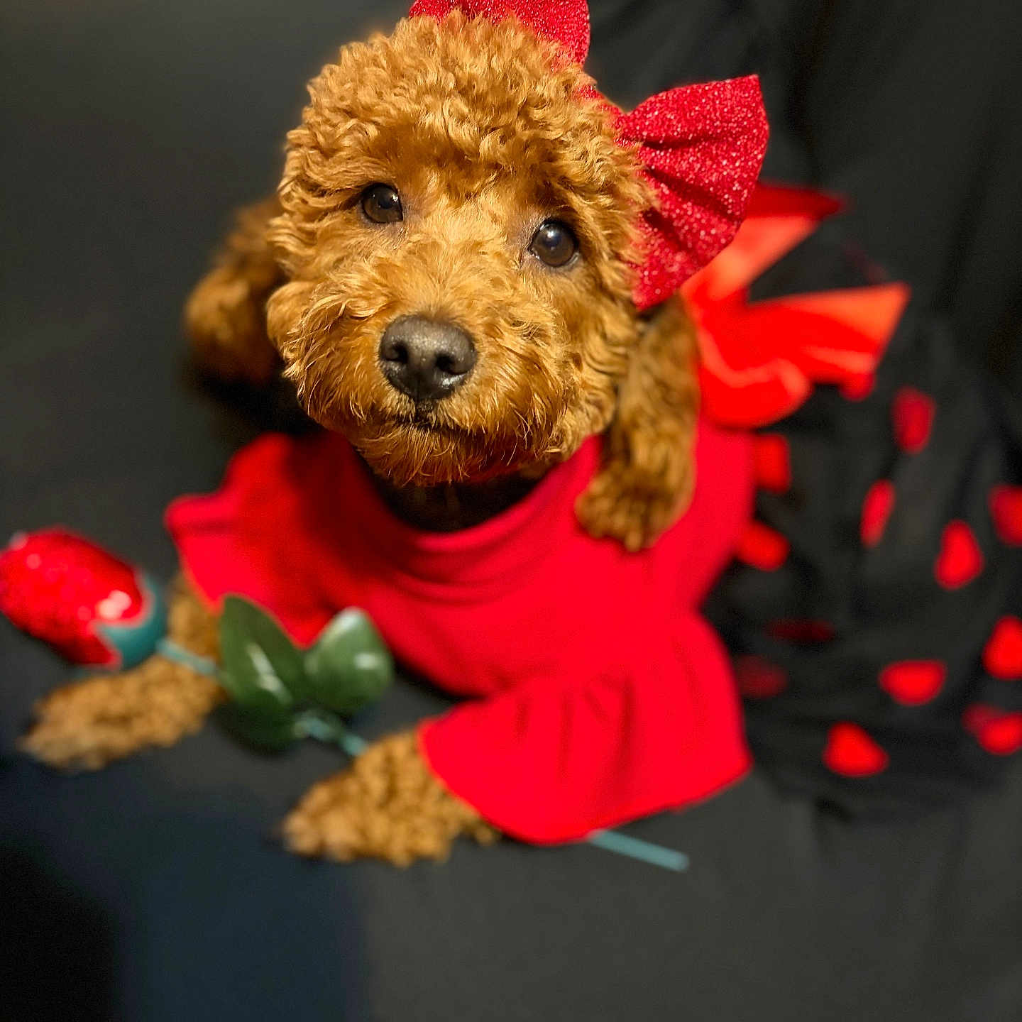 Roxy joined the competition — help win amazing prizes! adorable, animal, black_background, close_up, curly_fur, cute, decorative, dog, domestic_animal, fashion, fluffy, indoor, looking_at_camera, lying_down, pet, portrait, red_bow, red_dress, rose, soft_lighting