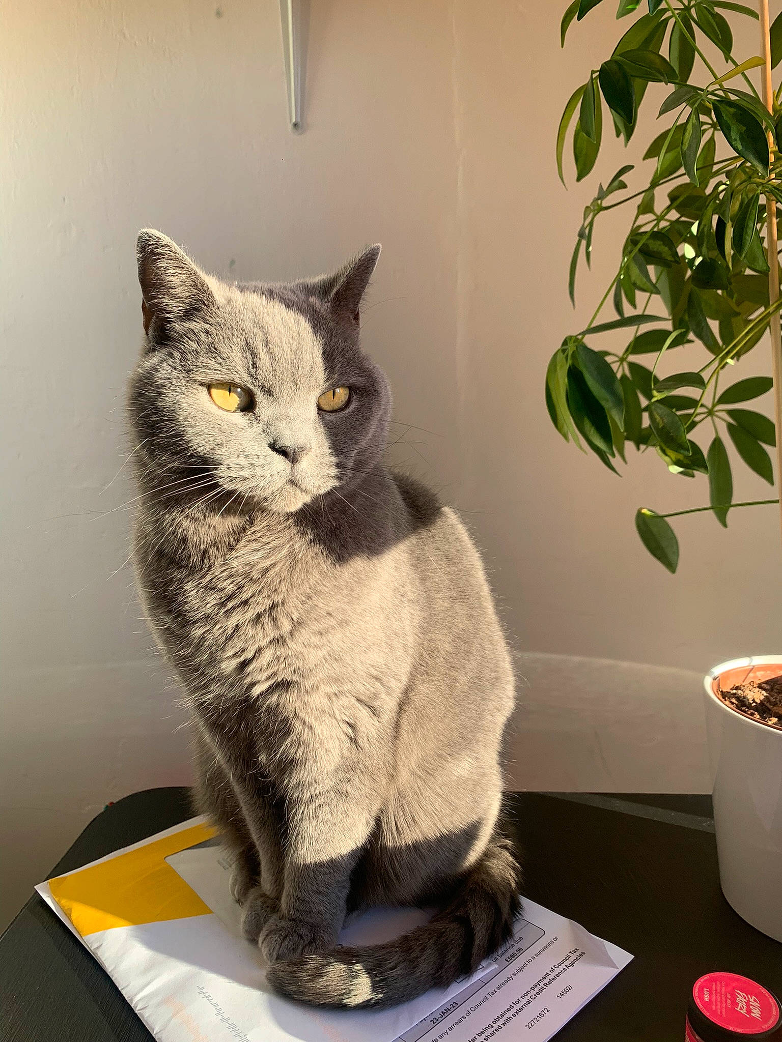 Delilah joined the competition — help win amazing prizes! art, carnivore, cat, cat_supply, domestic_short_haired_cat, felidae, flowerpot, fur, grey, herb, houseplant, plant, sitting, small_to_medium_sized_cats, table, tail, terrestrial_plant, whiskers, window