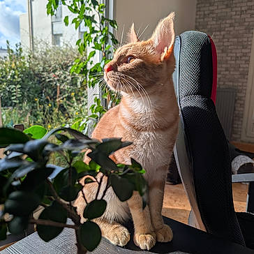 Alpha joined the competition — help win amazing prizes! animal, cat, chair, cozy, daylight, domestic_cat, fur, furniture, ginger_cat, greenery, home, indoor, pet, plant, potted_plant, relaxed, sunlight, table, whiskers, window