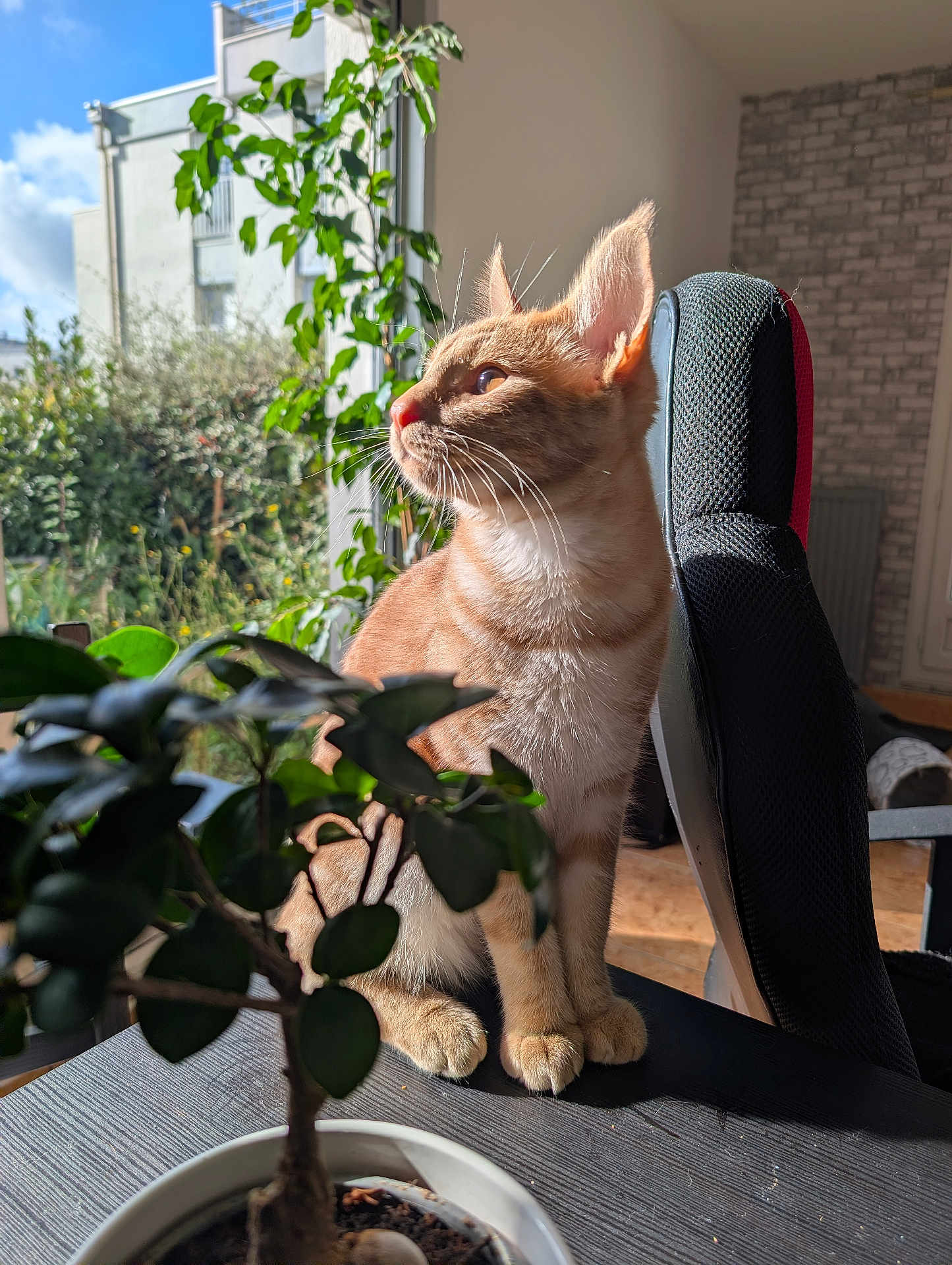 Alpha participe au concours pour gagner de l'argent avec cette photo : cat, ginger_cat, indoor, sunlight, plant, potted_plant, table, window, greenery, furniture, chair, whiskers, pet, animal, fur, domestic_cat, cozy, daylight, home, relaxed