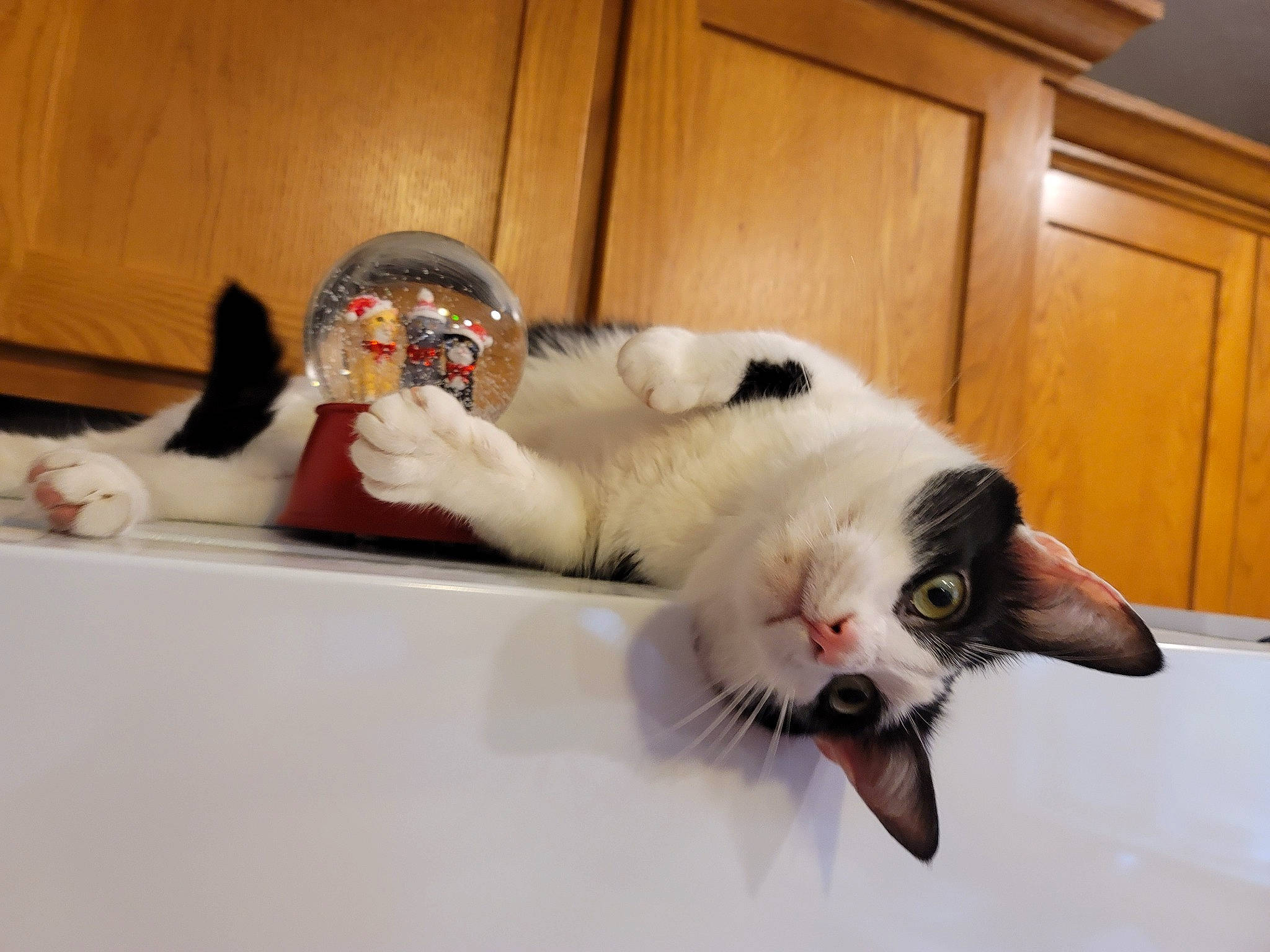 Doodle is registered to the contest to win money with this photo: cabinetry, carnivore, cat, claw, comfort, domestic_short_haired_cat, felidae, fur, paw, pet_supply, plywood, small_to_medium_sized_cats, snout, tail, tongue, varnish, vertebrate, whiskers, wood_stain