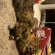Hazel Luttrell joined the competition — help win amazing prizes! cat, kitten, furry, fluffy, brown, tabby, pet, animal, indoors, carpet, beverage, soda, dr_pepper, cans, boxes, packaging, sitting, closeup, household, playful