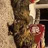 cat, kitten, furry, fluffy, brown, tabby, pet, animal, indoors, carpet, beverage, soda, dr_pepper, cans, boxes, packaging, sitting, closeup, household, playful