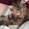 Hazel Luttrell joined the competition — help win amazing prizes! cat, kitten, tabby, fluffy, brown_fur, longhaired, sleepy, relaxed, lying_down, blanket, bed, bedding, indoors, cozy, pet, animal, whiskers, ears, phone, charging_cable