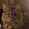 Hazel Luttrell is registered to the contest to win money with this photo: cat, fluffy_cat, long_hair, brown_cat, tabby, pet, animal, whiskers, ears, eyes, portrait, indoor, carpet, home, sitting, furry, looking_at_camera, cute, hazel, vertical_photo