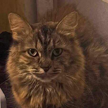 Hazel Luttrell is registered to the contest to win money with this photo: cat, fluffy_cat, long_hair, brown_cat, tabby, pet, animal, whiskers, ears, eyes, portrait, indoor, carpet, home, sitting, furry, looking_at_camera, cute, hazel, vertical_photo