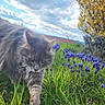 animal, cat, close_up, cloudy_sky, daylight, feline, field, flora, grass, gray_cat, greenery, landscape, nature, outdoor, plant, purple_flowers, serene, spring, walking, yellow_tree