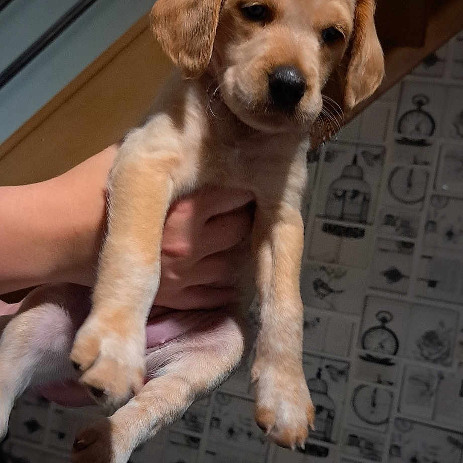 Bella