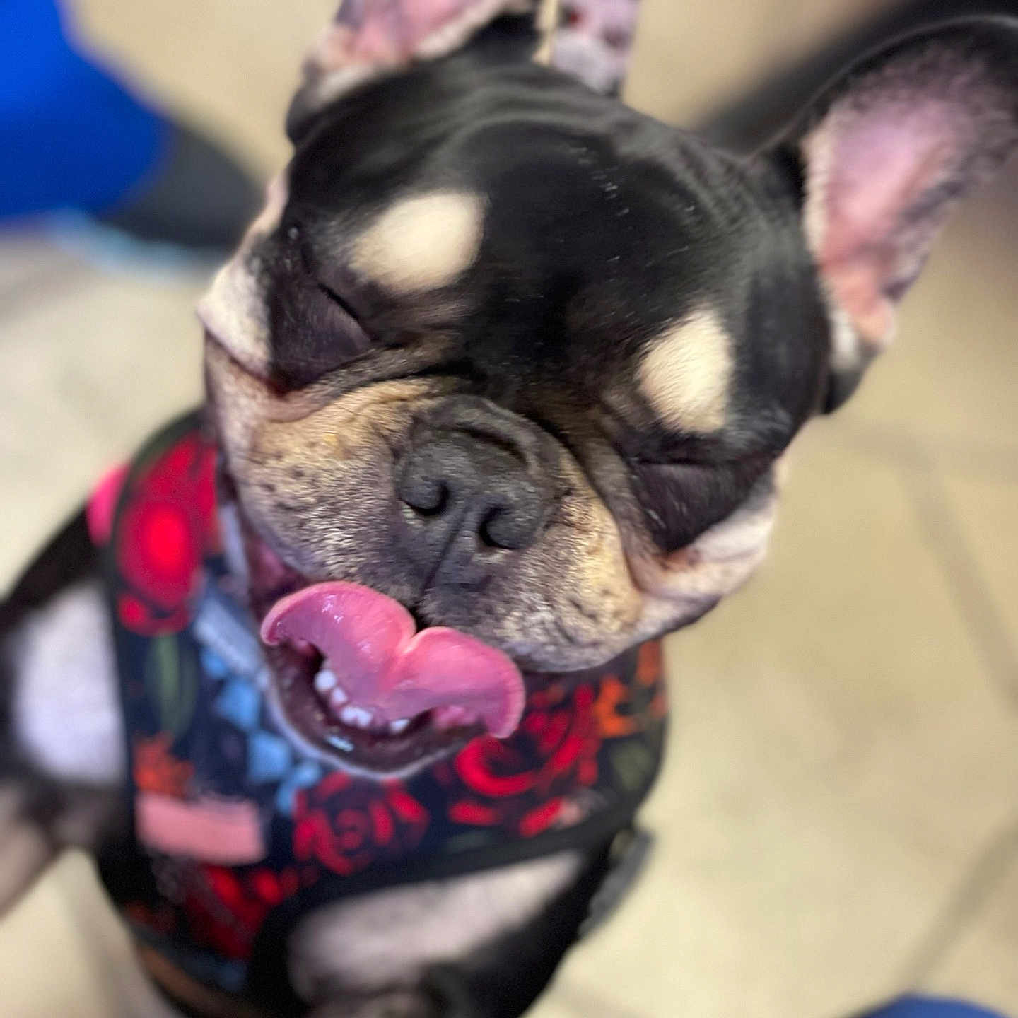 Storm joined the competition — help win amazing prizes! dog, french_bulldog, puppy, pet, animal, face, tongue, blep, ears, closed_eyes, smiling, portrait, close_up, black_and_tan, clothing, harness, colorful, indoor, couch, funny