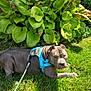 dog, grass, leash, blue_harness, plant, green_leaves, brick_wall, window, outdoor, sunlight, pet, canine, garden, daytime, resting, nature, shrubbery, animal, mammal, backyard
