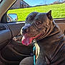 dog, car_interior, dog_tongue_out, happy_dog, gray_coat, leash, car_seat, window, green_grass, blue_sky, sunny_day, pet, canine, vehicle, side_mirror, reflection, collar, domestic_animal, outdoor_view, relaxed