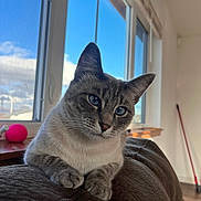 Molly is registered to the contest to win money with this photo: animal, blanket, blue_eyes, broom, brown, cat, close_up, cozy, daylight, feline, fur, household, indoor, interior, pet, pink_ball, portrait, relaxed, sunlight, window