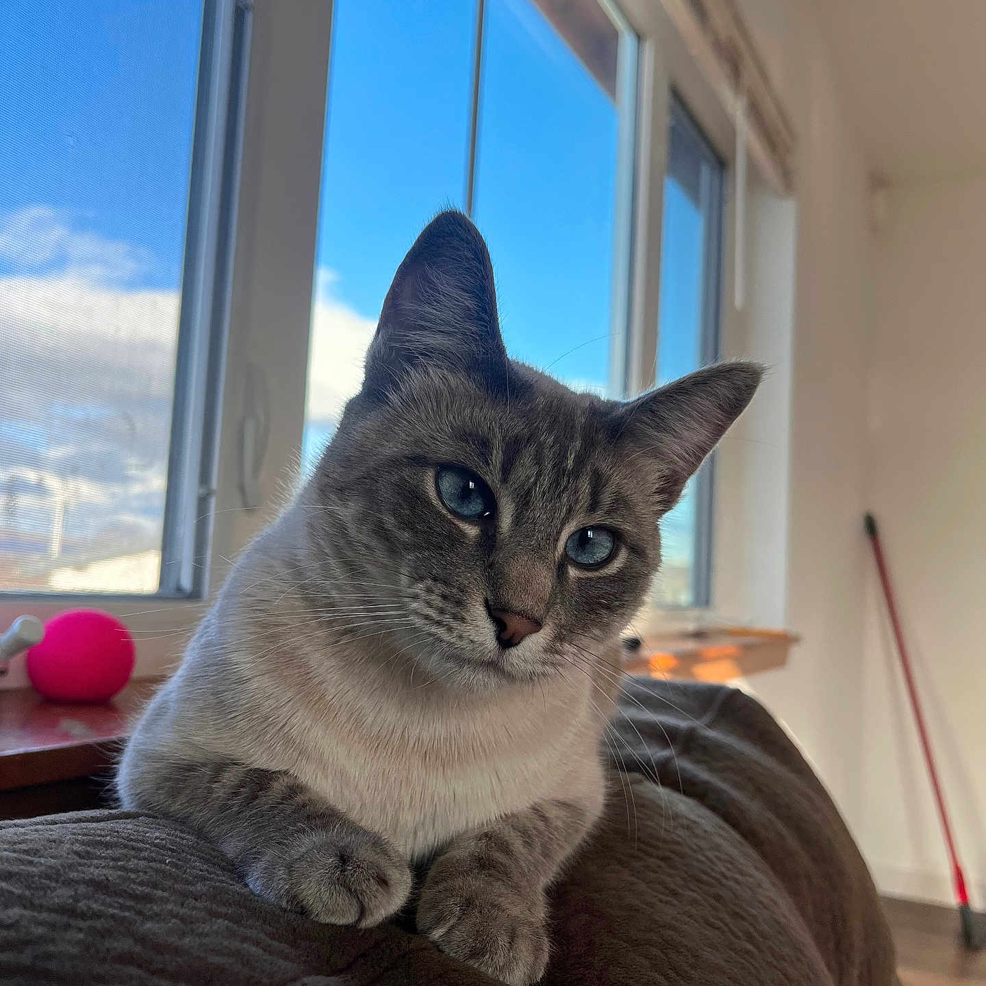 Molly is registered to the contest to win money with this photo: animal, blanket, blue_eyes, broom, brown, cat, close_up, cozy, daylight, feline, fur, household, indoor, interior, pet, pink_ball, portrait, relaxed, sunlight, window