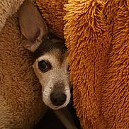 Jasmine joined the competition — help win amazing prizes! canidae, carnivore, companion_dog, dog, dog_breed, fawn, mammal, puppy, snout, vertebrate, whiskers