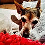 Jasmine joined the competition — help win amazing prizes! canidae, carnivore, chihuahua, companion_dog, dog, dog_breed, ear, fox_terrier, fur, nose, puppy, rat_terrier, russell_terrier, snout, terrier, textile, toy_dog, toy_fox_terrier
