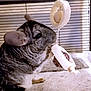 Mochi joined the competition — help win amazing prizes! cat, chinchilla, european_shorthair, fawn, felidae, rodent, small_to_medium_sized_cats, tabby_cat, whiskers