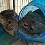 Mochi is registered to the contest to win money with this photo: blue, chinchilla, degu, fawn, mammal, rabbit, rabbits_and_hares, rodent, vertebrate, whiskers