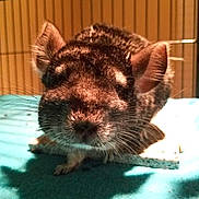 Mochi joined the competition — help win amazing prizes! chinchilla, degu, fawn, gerbil, hamster, mammal, marsupial, muridae, muroidea, rodent, snout, vertebrate, whiskers