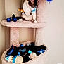 Yoda is registered to the contest to win money with this photo: cat, fawn, shelf, small_to_medium_sized_cats, stuffed_toy, toy