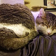 Yoda is registered to the contest to win money with this photo: american_shorthair, asian, carnivore, cat, domestic_short_haired_cat, dragon_li, european_shorthair, felidae, fur, kitten, nap, sleep, small_to_medium_sized_cats, snout, tabby_cat, whiskers