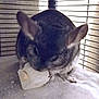 Macha joined the competition — help win amazing prizes! chinchilla, ear, fawn, mammal, rodent, snout, tail
