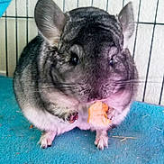 Macha is registered to the contest to win money with this photo: chinchilla, degu, dormouse, fawn, gerbil, hamster, mammal, mouse, muridae, muroidea, pest, rodent, snout, vertebrate, whiskers