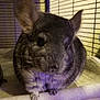 Macha is registered to the contest to win money with this photo: cage, chinchilla, degu, domestic_rabbit, ear, fawn, mammal, rabbit, rabbits_and_hares, rodent, snout, vertebrate, violet, whiskers
