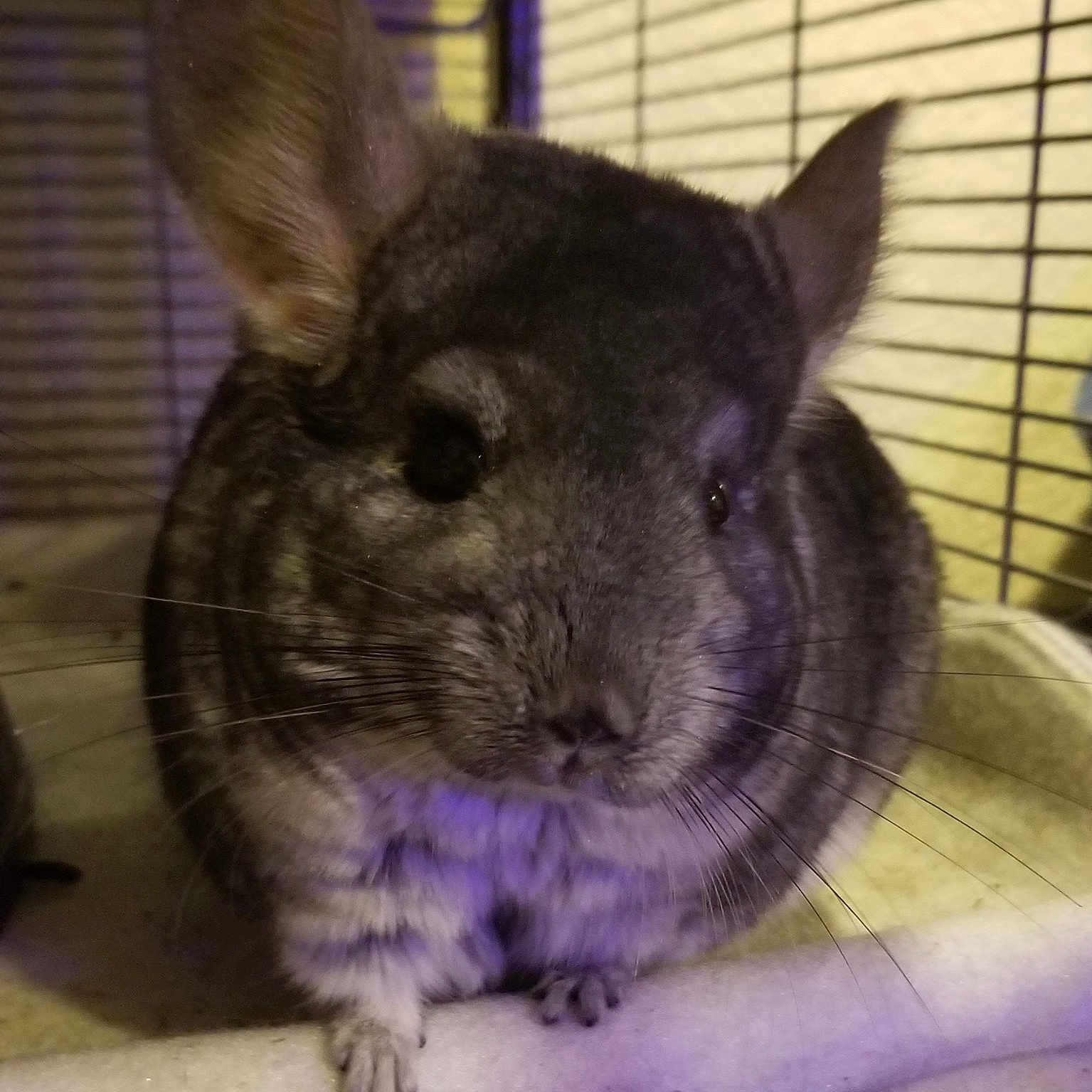 Macha