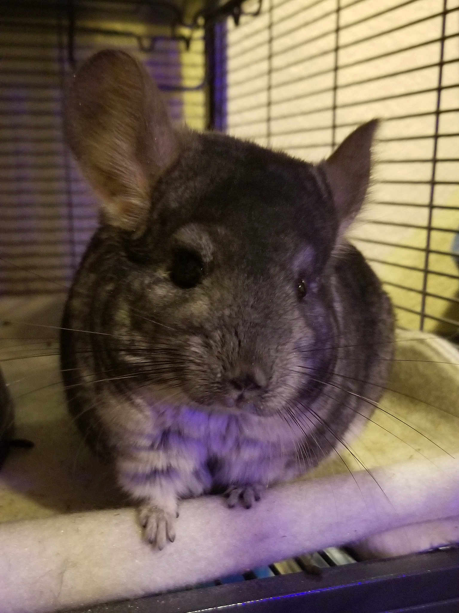 Macha